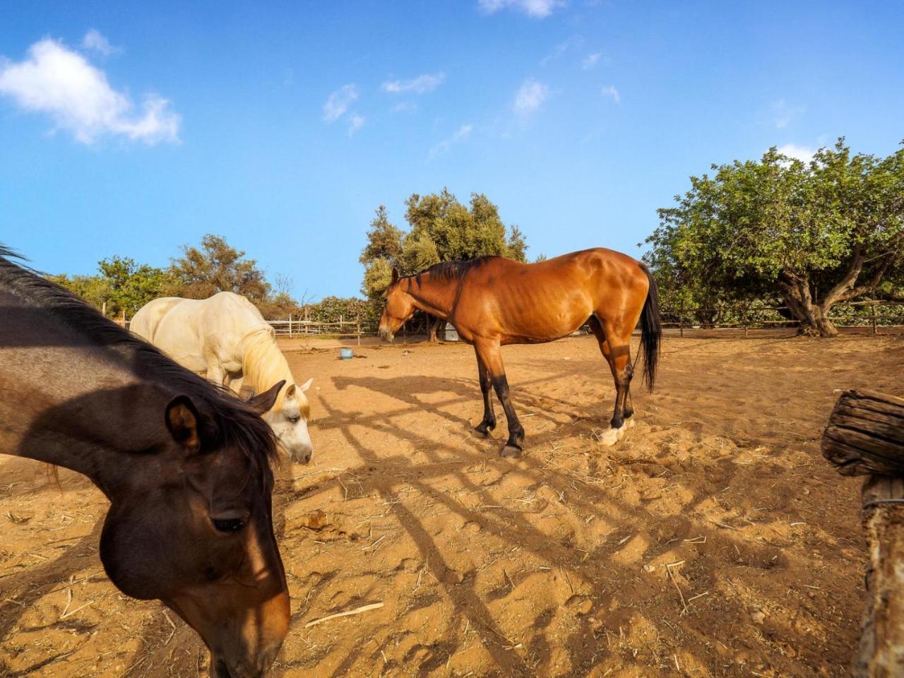 I Giardini Di Athena- Athena Resort Scoglitti Dış mekan fotoğraf